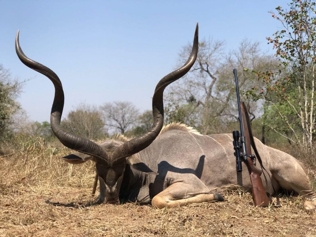 Kudu trophy during safari