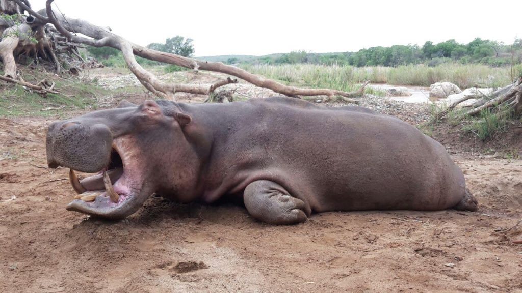 Hippo hunt in south africa