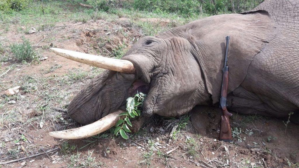 elephant hunt in Limpopo