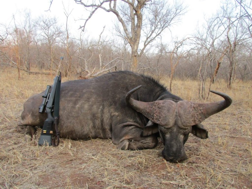 buffalo trophy hunt south africa