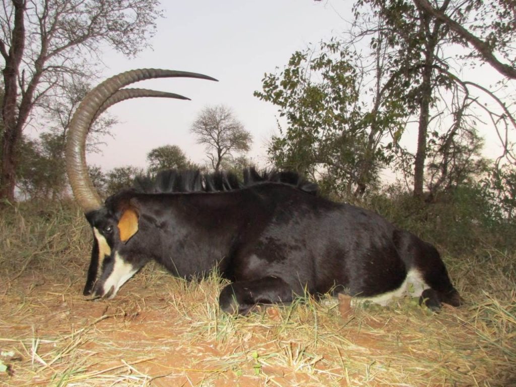 sable hunt in Limpopo
